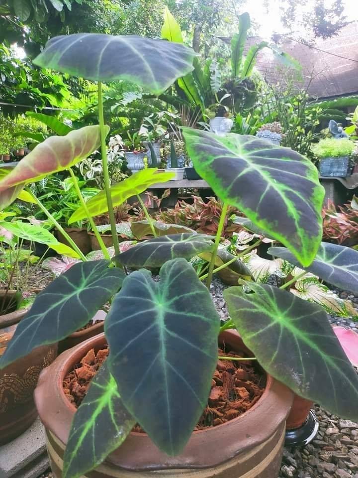 สวยงาม🌱🌼