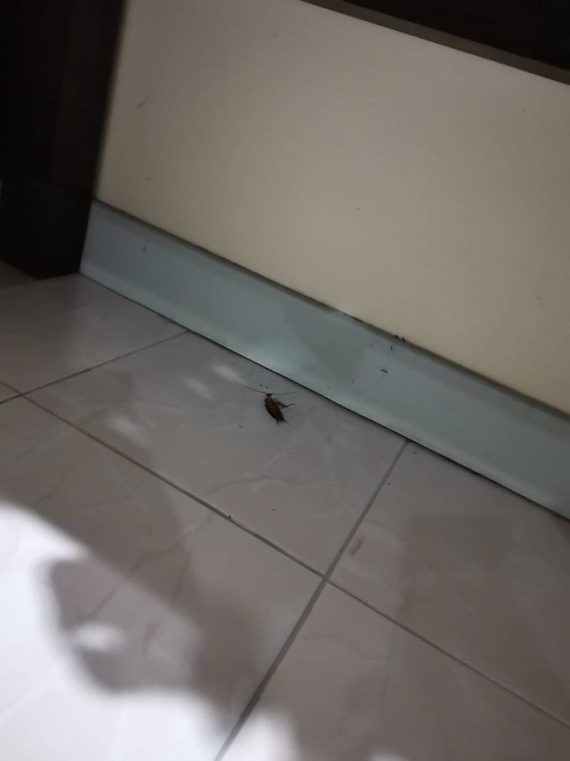 หลังจากกลับมาถึงห้อง5ทุ่ม แมลงสาบยังไม่ตาย ห้องน้ำชักโครกกดน้ำไม่ได้ มีเปนคลิป