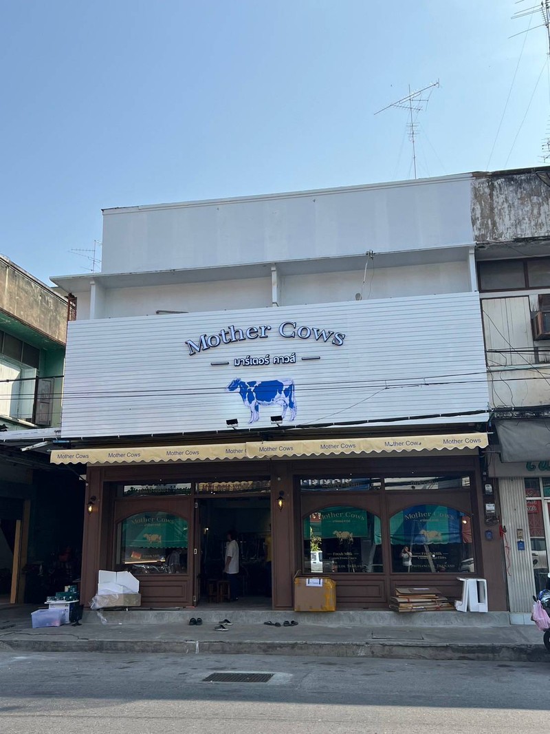 Mother Cows Phitsanulok 