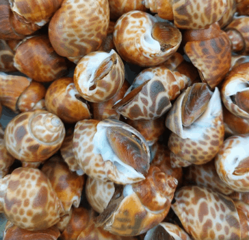 หอยหวานเผา 1 กิโลกรัม