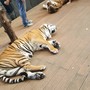 Tiger Kingdom