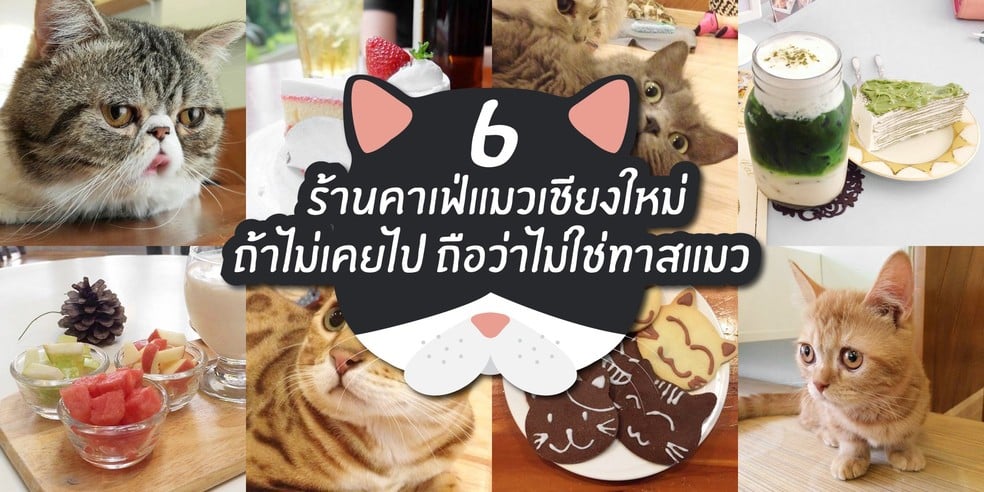 6 ร้านคาเฟ่แมวเชียงใหม่ ถ้าไม่เคยไป ถือว่าไม่ใช่ทาสแมว