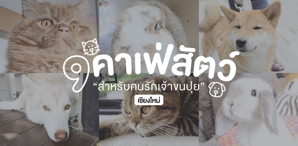 9 คาเฟ่สัตว์ สำหรับคนรักเจ้าขนปุย เชียงใหม่