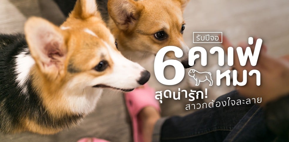 6 ร้านคาเฟ่หมาสุดน่ารัก สาวกต้องใจละลาย
