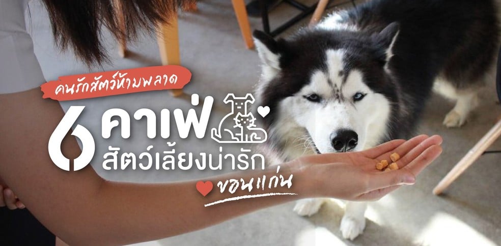 6 คาเฟ่สัตว์เลี้ยง ขอนแก่น ที่คนรักสัตว์ไม่ควรพลาด