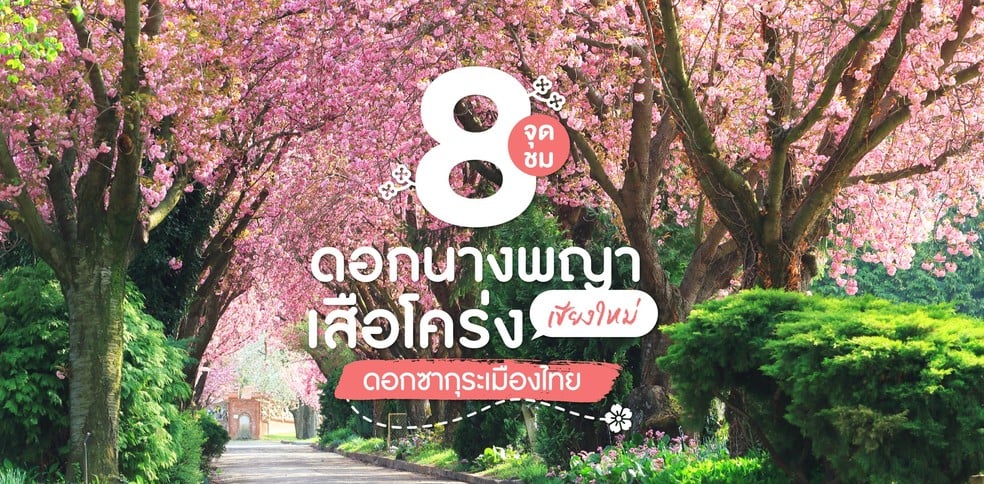 8 จุดชมดอกนางพญาเสือโคร่ง ที่เที่ยวเชียงใหม่ซากุระแห่งเมืองไทย ~