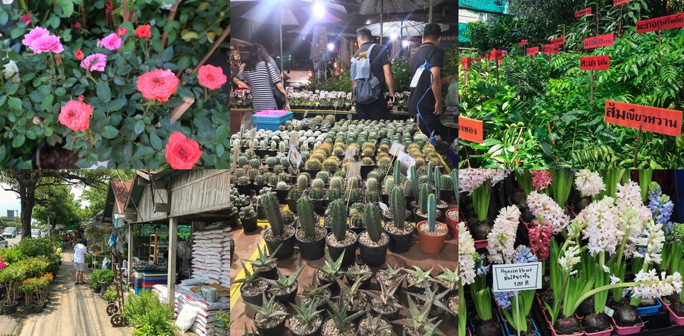 12 ตลาดต้นไม้ในกรุงเทพฯ เดินเพลินชอปสบายได้ต้นไม้ดอกไม้สวย ๆ