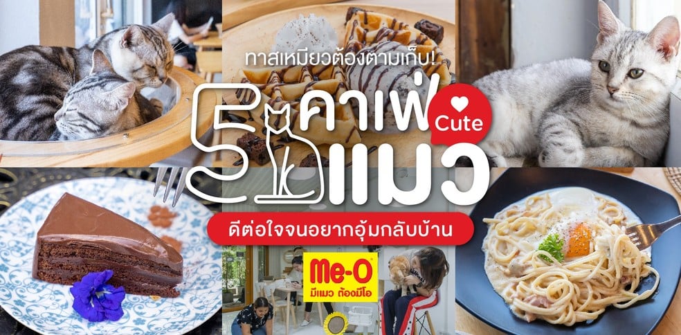 5 คาเฟ่แมวสุดคิวท์ เอาใจทาสแมว บรรยากาศดีต่อใจ เซฟไว้ได้ไปแน่นอน!