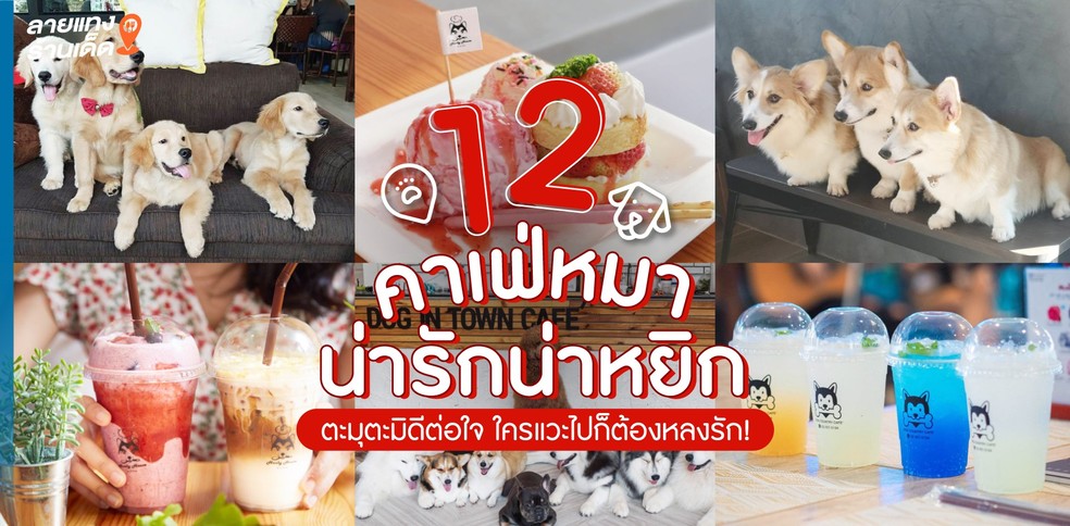 12 คาเฟ่หมาน่ารักน่าหยิก ตะมุตะมิดีต่อใจ ใครแวะไปก็ต้องหลงรัก!