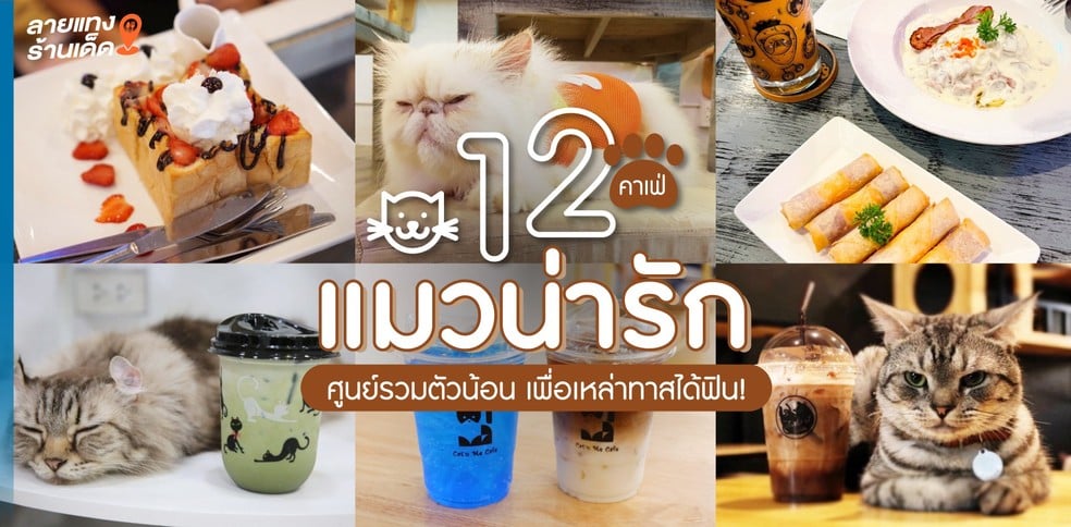 12 คาเฟ่แมวน่ารัก ศูนย์รวมตัวน้อน เพื่อเหล่าทาสได้ฟิน!